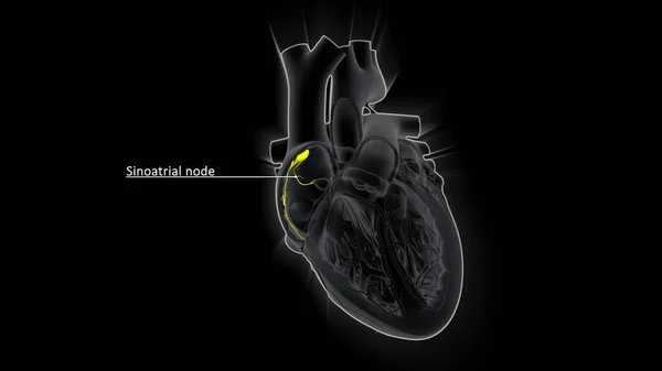 Sinoatrial ノードは 上部の心臓室が収縮する原因となる電気信号を生成します その後 信号はAv ノードを通って下の心臓室 に伝わり それらが収縮するか ポンプになります — ストック写真