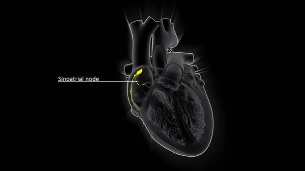 Sinoatrialis Csomópont Elektromos Jelet Generál Amely Felső Szívkamrák Összehúzódását Okozza — Stock Fotó
