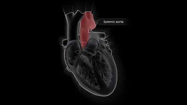 Aorta Più Grande Arteria Del Sistema Circolatorio Sistemico Sangue Viene — Foto Stock