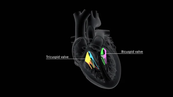 それらは心室とそれに対応する動脈の間に位置し 心臓から出る血の流れを制御します — ストック写真