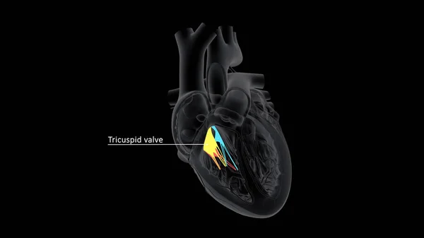 心臓の右側にある2つの主要な弁の1つです トリプシッド弁には3つのフラップがあり 心の右側のアトリウムから右側の心室細動に血が流れ 血液を防ぐことができます — ストック写真