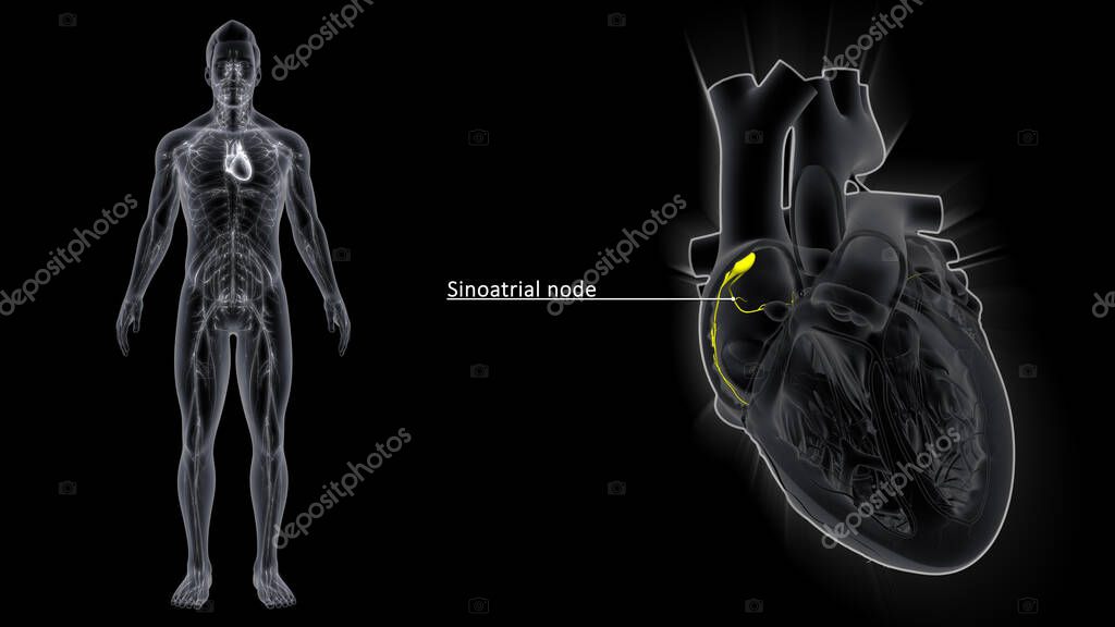 El nódulo sinoauricular (nodo SA) es una estructura miocárdica
