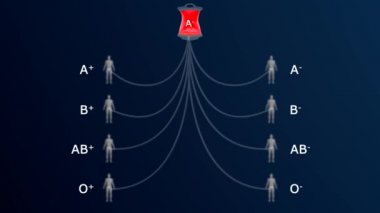4 ana kan grubu (kan grubu) vardır: A, B, AB ve O. Kan grubunuz ailenizden aldığınız genlere göre belirlenir. Her grup ya RHD pozitif ya da RHD negatif olabilir. Yani toplam 8 kan grubu var..