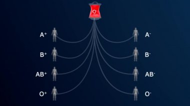 4 ana kan grubu (kan grubu) vardır: A, B, AB ve O. Kan grubunuz ailenizden aldığınız genlere göre belirlenir. Her grup ya RHD pozitif ya da RHD negatif olabilir. Yani toplam 8 kan grubu var..