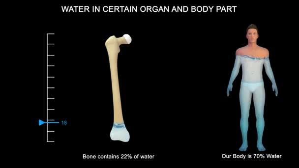 有些器官比其他器官含有多得多的水 大脑和肾脏的水分含量最高 骨骼和牙齿的水分含量最低 — 图库视频影像