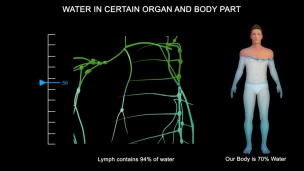 Alguns Órgãos Contêm Muito Mais Água Que Outros Cérebro Rins — Vídeo de Stock