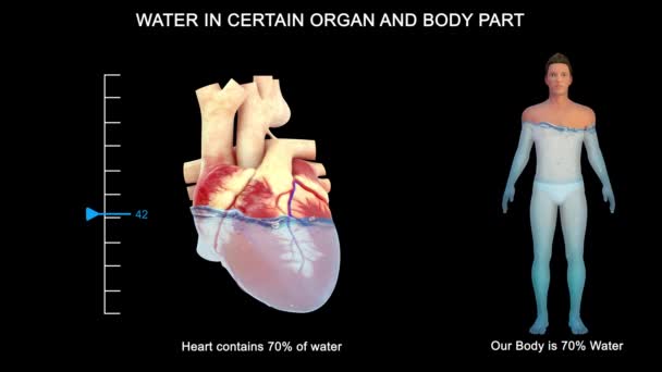 Sommige Organen Bevatten Veel Meer Water Dan Andere Hersenen Nieren — Stockvideo