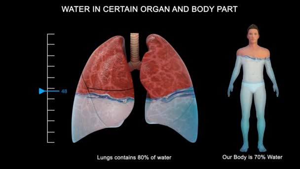 Bazı Organlar Diğerlerinden Çok Daha Fazla Içerir Beyin Böbrekler Suyun — Stok video