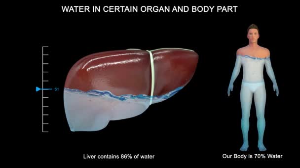 Algunos Órganos Contienen Mucha Más Agua Que Otros Cerebro Los — Vídeo de stock