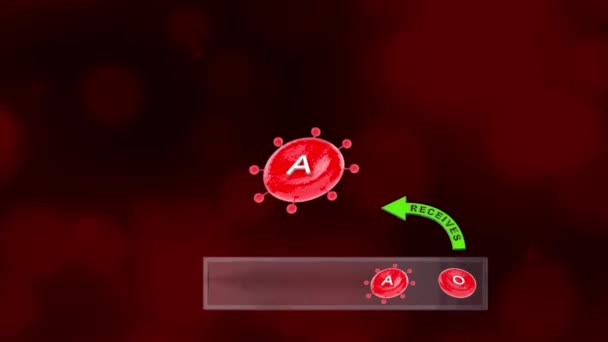 Основные Группы Крови Типы Крови Твоя Группа Крови Определяется Генами — стоковое видео