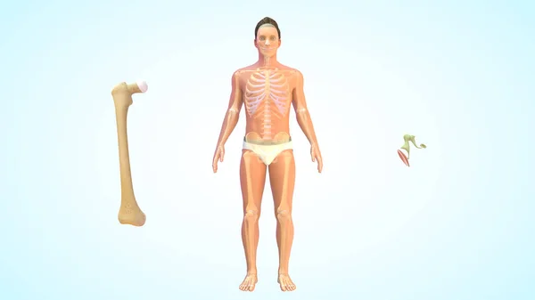 Combcsont Leghosszabb Csont Emberi Testben Legrövidebb Csont Középfülben Található Kengyelek — Stock Fotó