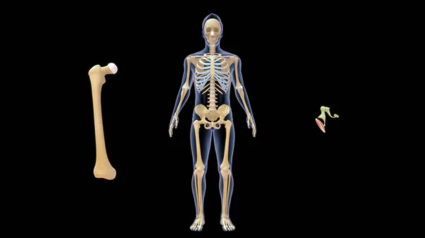 Femur Longest Bone Human Body Shortest Bone Stapes Found Middle — Stock Photo, Image