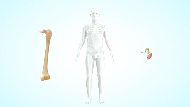 3D展示男性内脏器官的医学特征 — 图库视频影像