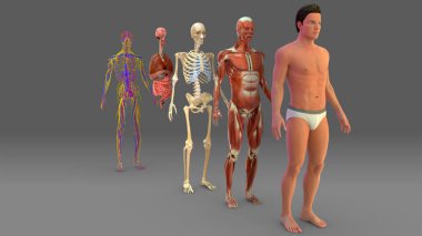 11 organ sistemi arasında entegumentary sistem, iskelet sistemi, kas sistemi, lenf sistemi, solunum sistemi, sindirim sistemi, sinir sistemi, endokrin sistemi, kardiyovasküler sistem, idrar sistemi ve üreme sistemleri sayılabilir..