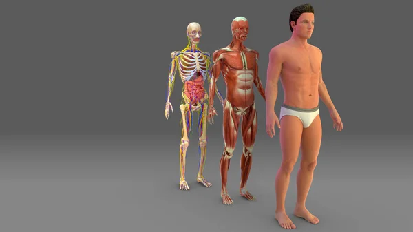 Sistemas Órgãos Incluem Sistema Tegumentar Sistema Esquelético Sistema Muscular Sistema — Fotografia de Stock
