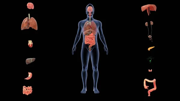 Biologie Een Orgaan Uit Het Latijn Organum Een Instrument Instrument — Stockfoto