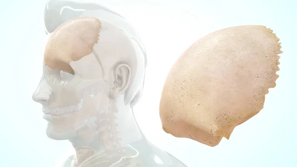 전두엽은 인간의 두개골에 뼈입니다 부분으로 이루어져 이것들은 방향으로 경사진 부분이고 — 스톡 사진