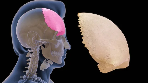 Hueso Frontal Hueso Cráneo Humano Hueso Consta Dos Porciones Estas — Foto de Stock
