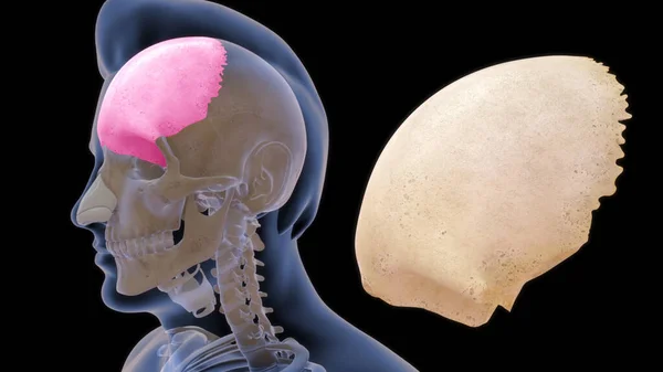 Hueso Frontal Hueso Cráneo Humano Hueso Consta Dos Porciones Estas — Foto de Stock
