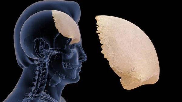 前頭葉は人間の頭蓋骨の骨です 骨は二つの部分からなる これらは垂直方向の正方形の部分であり 水平方向の軌道部分であり 骨軌道キャビティの一部である額の骨部分を構成します — ストック写真