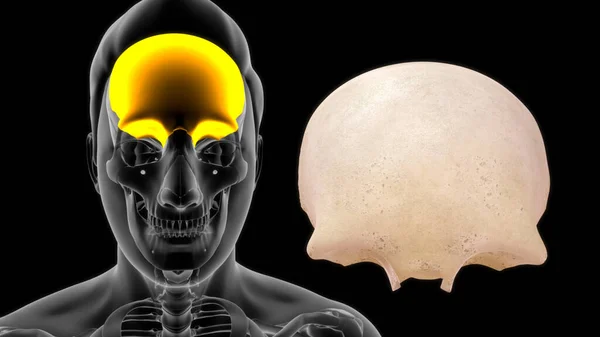 Hueso Frontal Hueso Cráneo Humano Hueso Consta Dos Porciones Estas —  Fotos de Stock