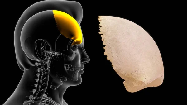 前頭葉は人間の頭蓋骨の骨です 骨は二つの部分からなる これらは垂直方向の正方形の部分であり 水平方向の軌道部分であり 骨軌道キャビティの一部である額の骨部分を構成します — ストック写真
