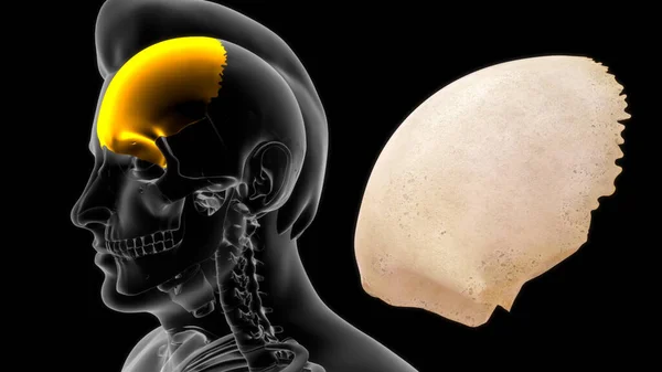 Osso Frontal Osso Crânio Humano Osso Consiste Duas Porções Estas — Fotografia de Stock