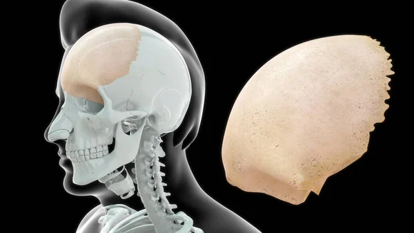 Frontal Bone Bone Human Skull Bone Consists Two Portions Vertically — Stock Photo, Image