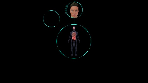 Reso Illustrazione Medica Organi Interni Maschili — Video Stock