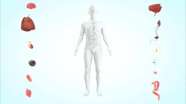 3Dは男性の医療イラストをレンダリング 内部器官 — ストック動画