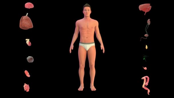 3Dは男性の医療イラストをレンダリング 内部器官 — ストック動画