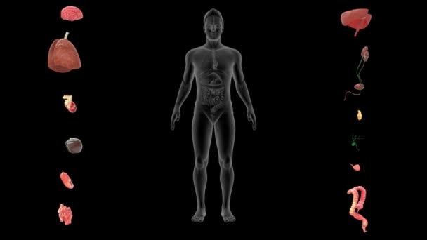 Vykresleno Lékařsky Ilustrace Mužských Vnitřních Orgánů — Stock video