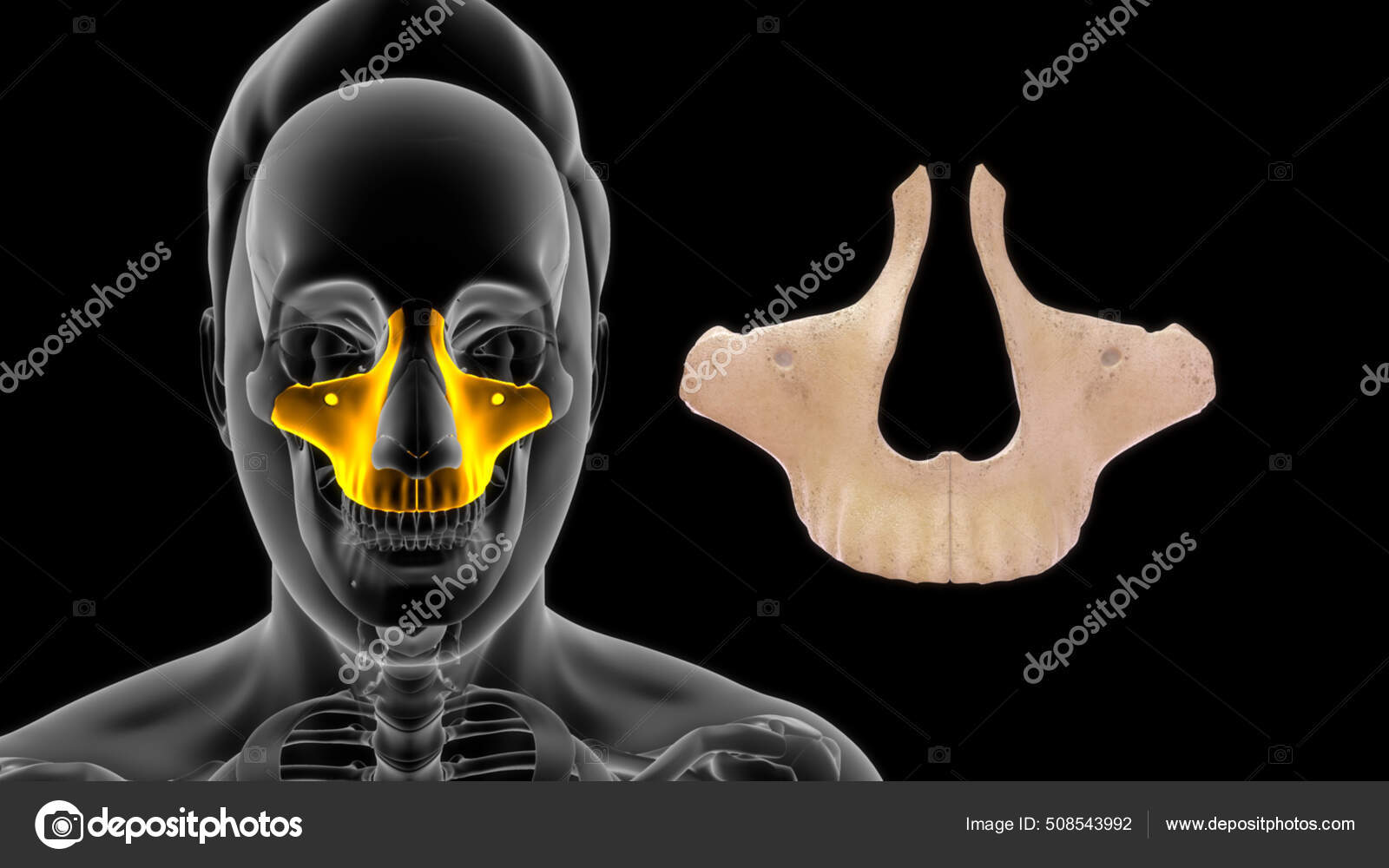 Página 2  Fotos Osso Mandibula Humana, 76.000+ fotos de arquivo