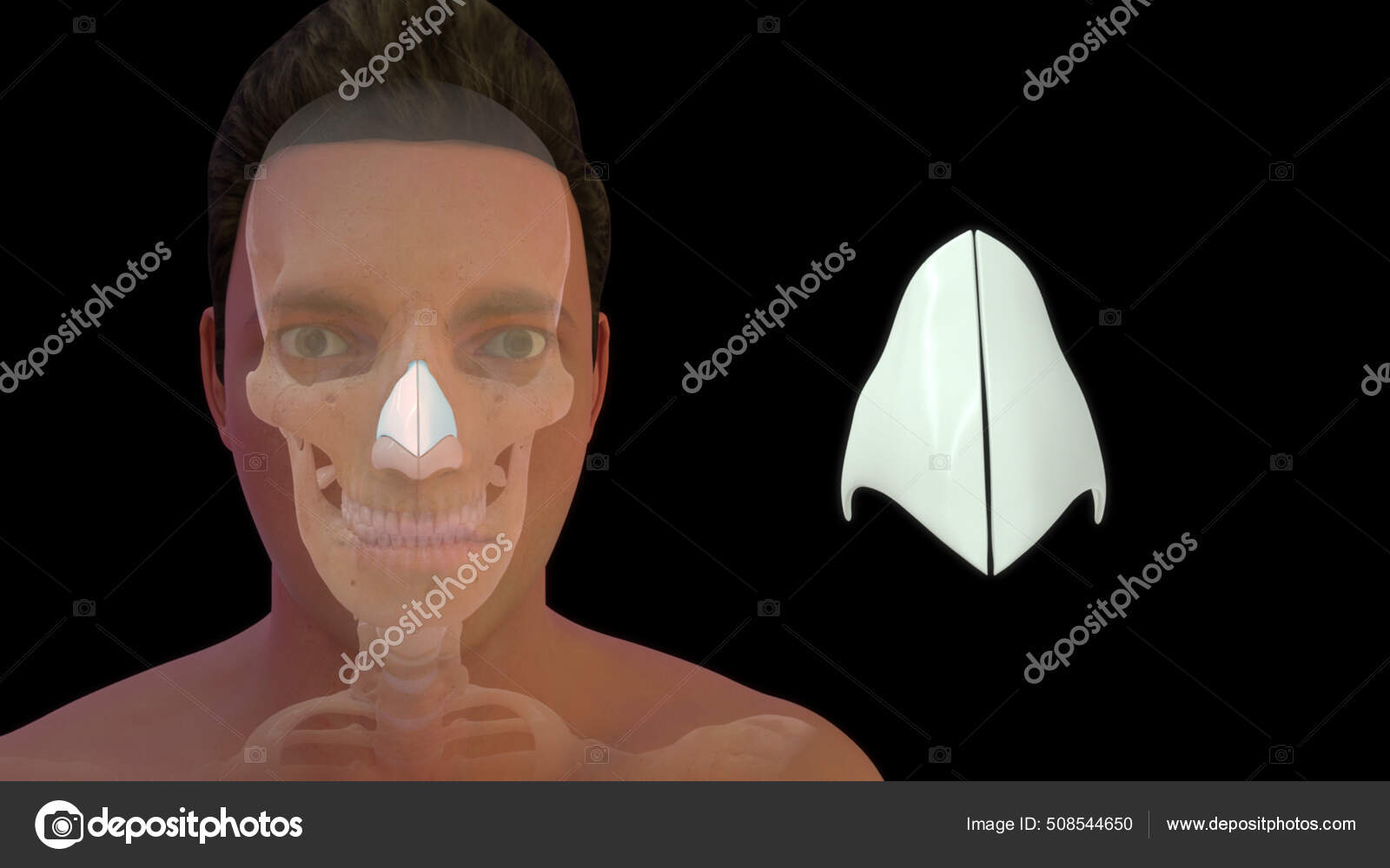 Human Throat Bone Anatomy Illustration Stock Photo by ©sciencepics