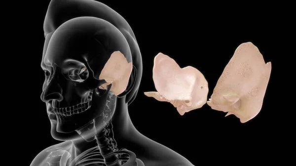 Nsan Kemiği Anatomisi Illüstrasyon — Stok fotoğraf