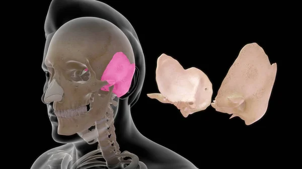 人体骨骼解剖3D图解 — 图库照片