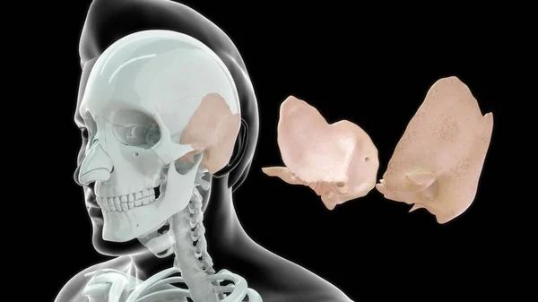 Emberi Csont Anatómia Illusztráció — Stock Fotó