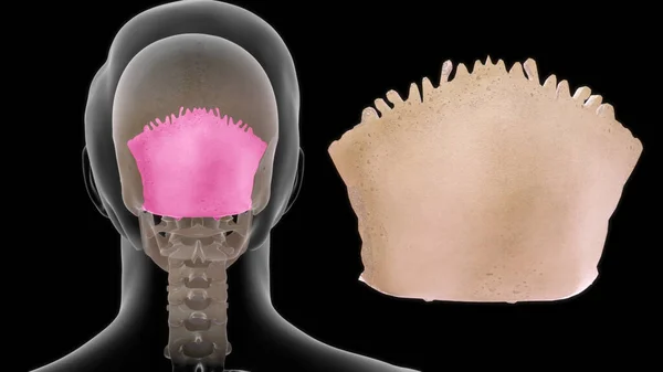 Nsan Kemiği Anatomisi Illüstrasyon — Stok fotoğraf