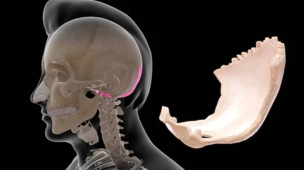 Menselijke Bot Anatomie Illustratie — Stockfoto