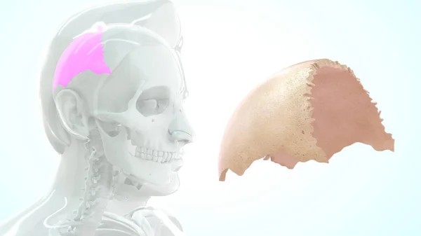 Nsan Kemiği Anatomisi Illüstrasyon — Stok fotoğraf