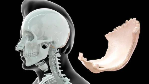 Anatomía Ósea Humana Ilustración — Foto de Stock