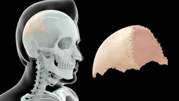 Anatomía Ósea Humana Ilustración — Foto de Stock