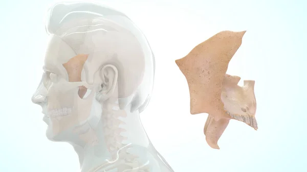 人体骨骼解剖3D图解 — 图库照片