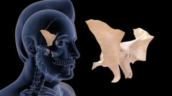 Анатомия Кости Человека Иллюстрация — стоковое фото