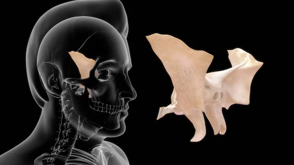 Anatomia Óssea Humana Ilustração — Fotografia de Stock