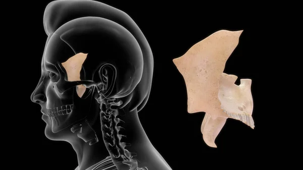 Anatomie Menschlicher Knochen Illustration — Stockfoto