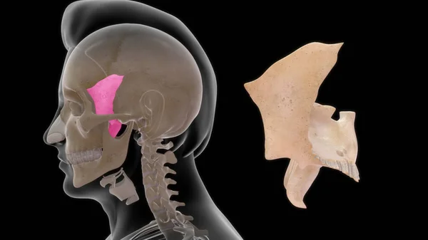 ヒトの骨解剖学3Dイラスト — ストック写真