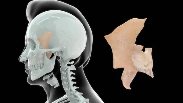 ヒトの骨解剖学3Dイラスト — ストック写真