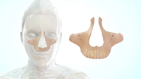 Анатомия Челюстной Кости Человека Иллюстрация — стоковое фото