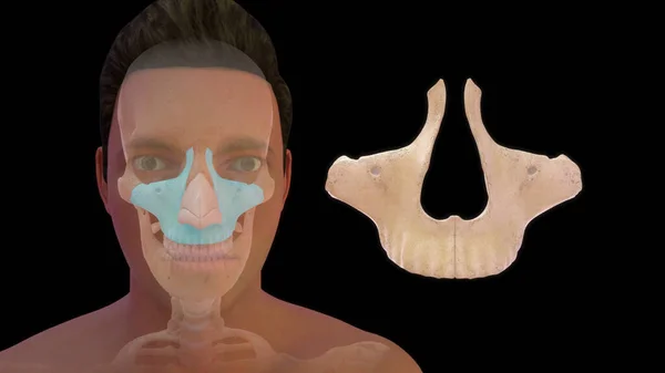 上颌骨人体解剖学3D图解 — 图库照片
